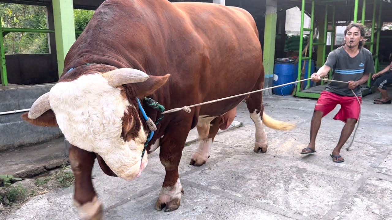 SAPI RAKSASA JOKER OPTIMIS 1,4 TON SIAP PECAH REKOR ‼️🔥🔥🔥 - YouTube