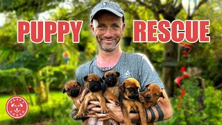 Young Boy A Hero - Saves 5 Puppies