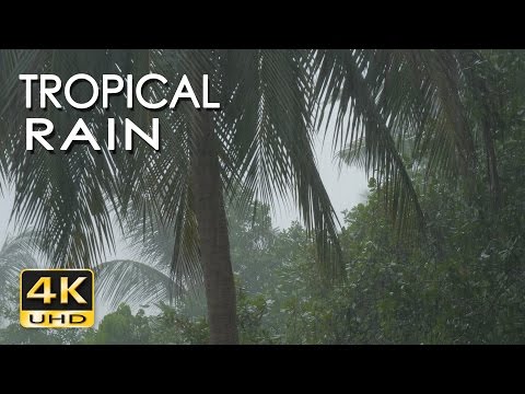 Video: Rain Moisture For Plants. Tropics