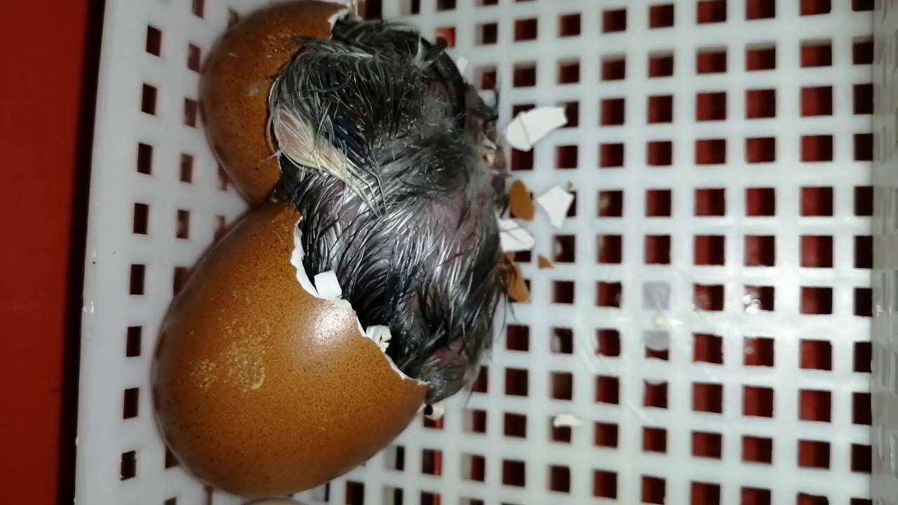 Come Schiudere Le Uova Di Gallina