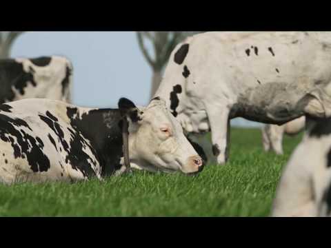 Beemster – Buitenbeesten
