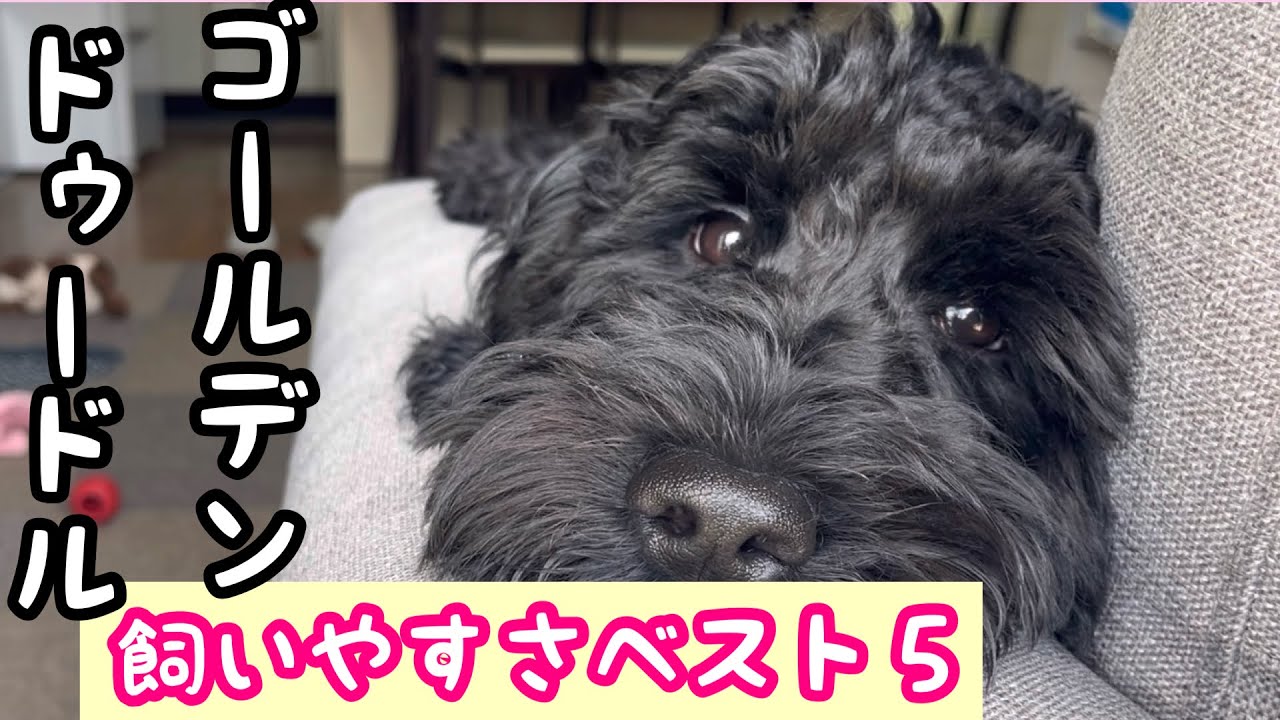 ゴールデンドゥードル５０代主婦が実感！飼いやすさベスト5！