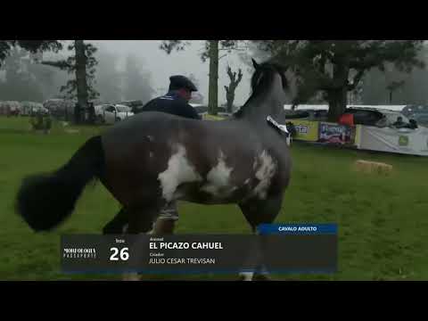 LOTE 01   EL PICAZO CAHUEL