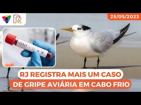 H5N1: RJ registra mais um caso de gripe aviária em pássaro encontrado na cidade de Cabo Frio