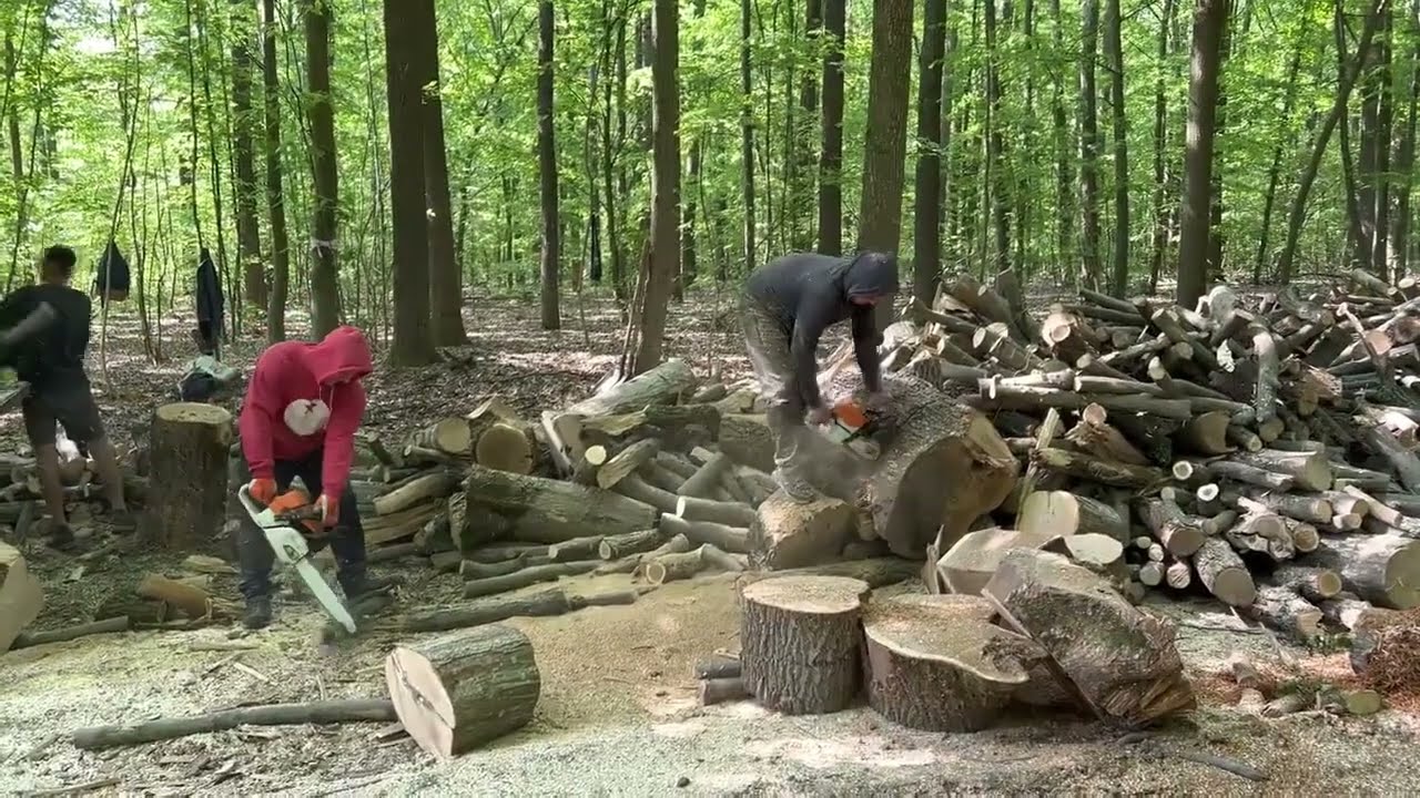 Professional Forest Work with STIHL 462 C-M