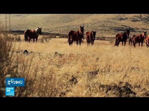 فيديو: ما اسم قطيع من الخيول؟