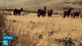 تكاثر الخيول البرية يثير جدلا في الولايات المتحدة