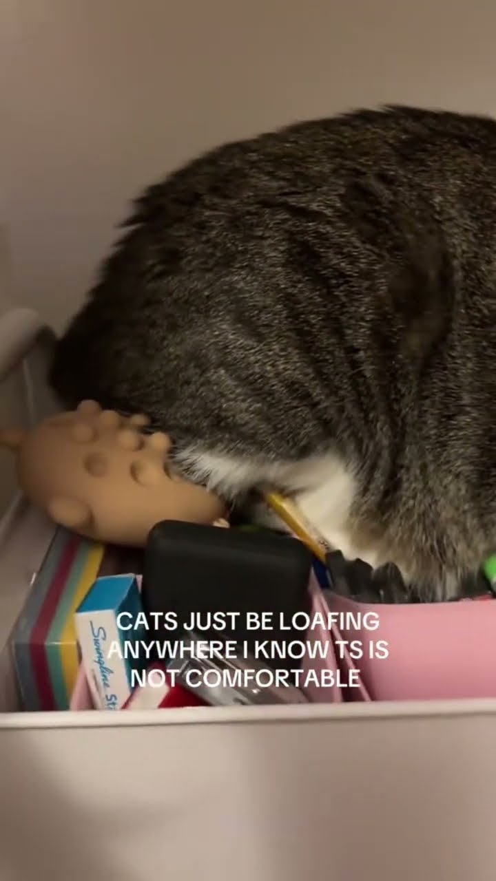 Kittyo loafing anywhere got that prvnci on