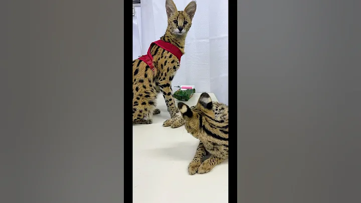 Video 7323261: servals kitten animals catlover, cat servals kitten animals