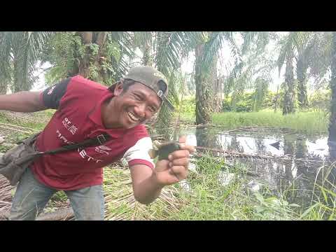 memancing ikan puyu di seberang sungai..