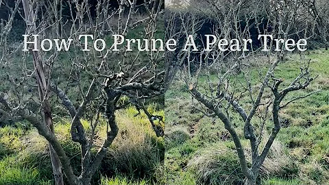 How To Prune A Pear Tree, How To Rejuvenate A Pear Tree