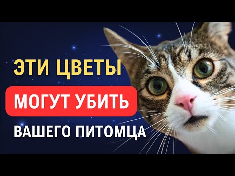 Какие цветы могут быть опасны для вашего кота?