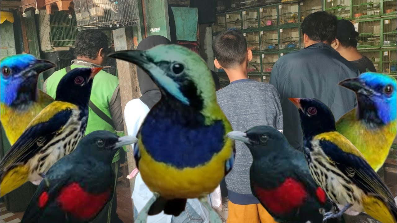 BURUNG MASTERAN YANG SATU INI PALING DICARI 