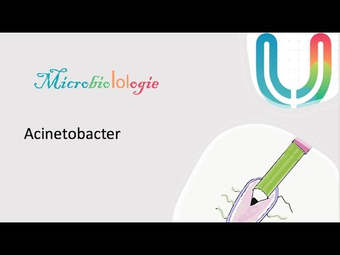 Vidéo: Comment prévenir l'infection à Acinetobacter : 10 étapes (avec photos)