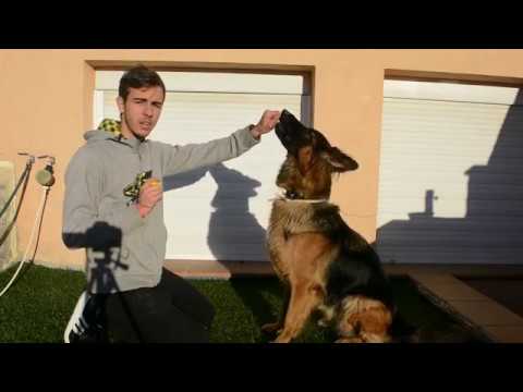 Video: Entrenamiento con clicker para perros pastores alemanes
