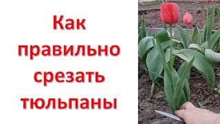 Как правильно срезать тюльпаны / Срезка тюльпанов для букета / Cutting of tulips(Привет друзья! В этом ролике я покажу как правильно срезать тюльпаны в букет. Как срезать тюльпан чтобы..., 2016-05-08T06:30:01.000Z)