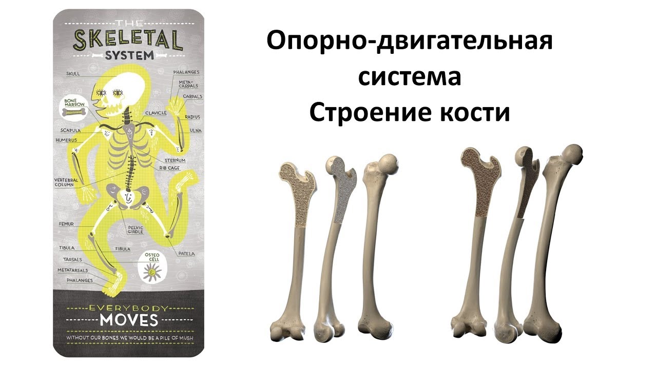 Bone 8. Кости биология. Кости биология 8 класс. Анатомия кости ЕГЭ. Кости человека ОГЭ.