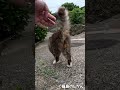 【激レア?】よく見ると首から下の柄が全然違う、不思議な毛並みの猫ちゃん