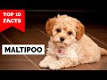 Maltipoo - Top 10 Facts