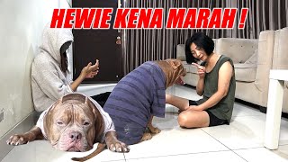 Pitbull Hewie Gets in Trouble  hilarious dog reactions! | Funny Dogs Videos #hewiepitbull