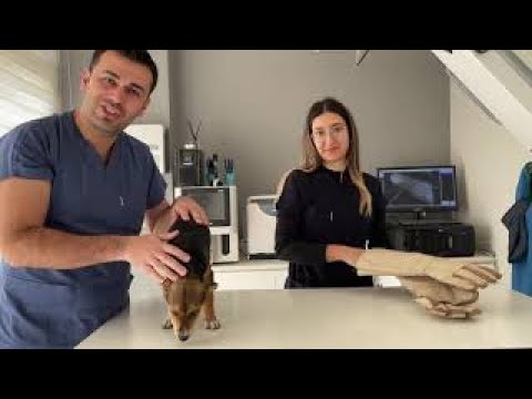 Video: Kedilerde İYE Nasıl Tedavi Edilir