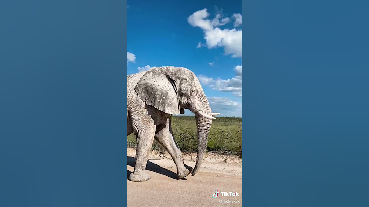 En Albinos elefant med 5 ben
