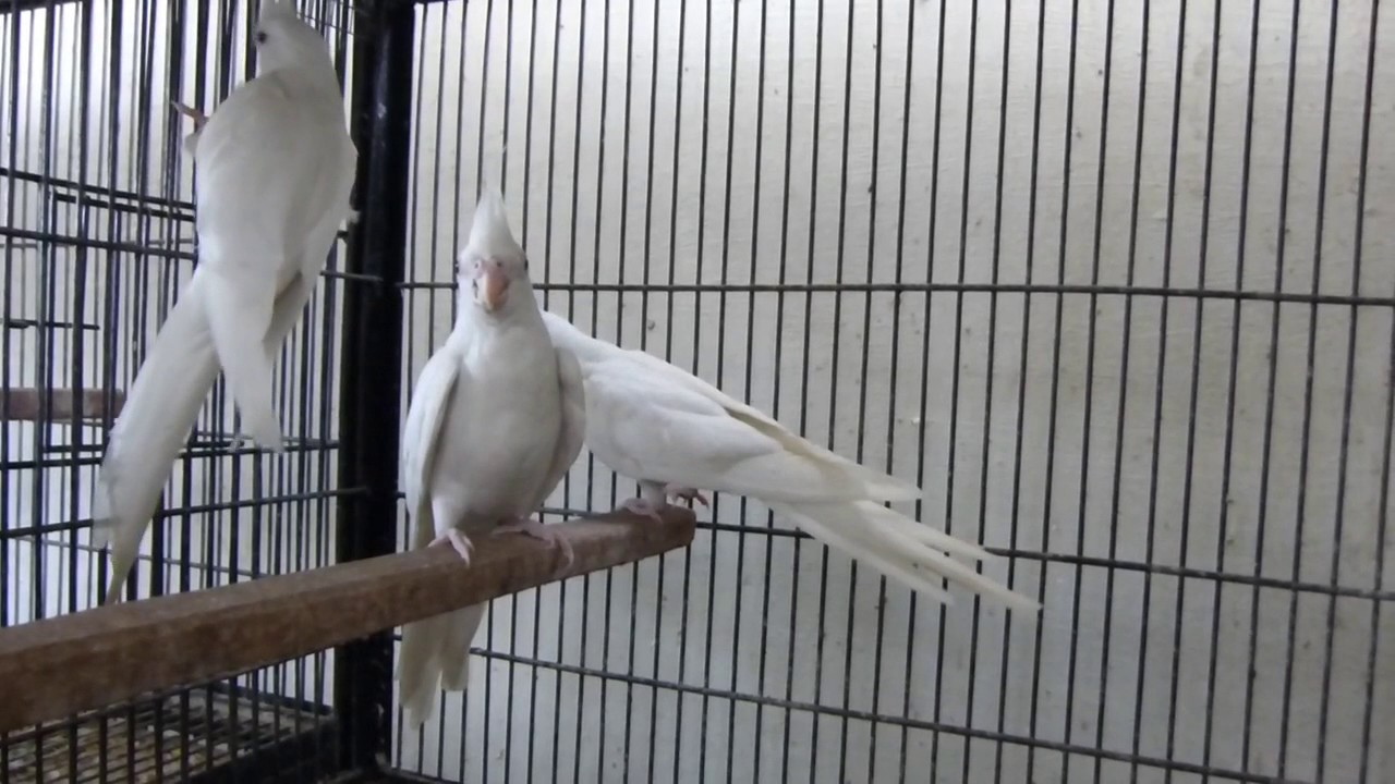 eno cockatiel