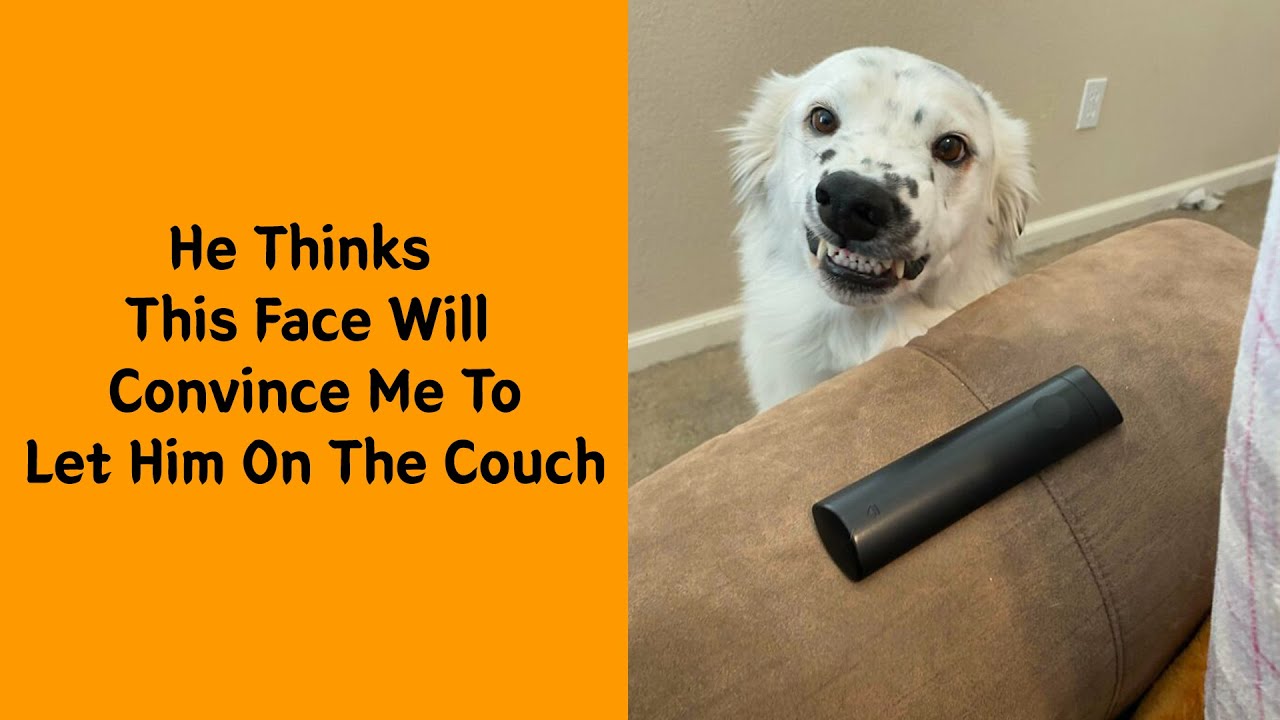 50 Dogs Who Clearly Forgot How To Dog - YouTube