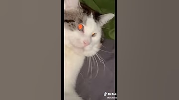 Catnip is drugs to cats