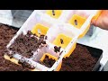 3 Easy Seed Germination Methods for Beginners: Paper Towel, Soak, & Direct Planting