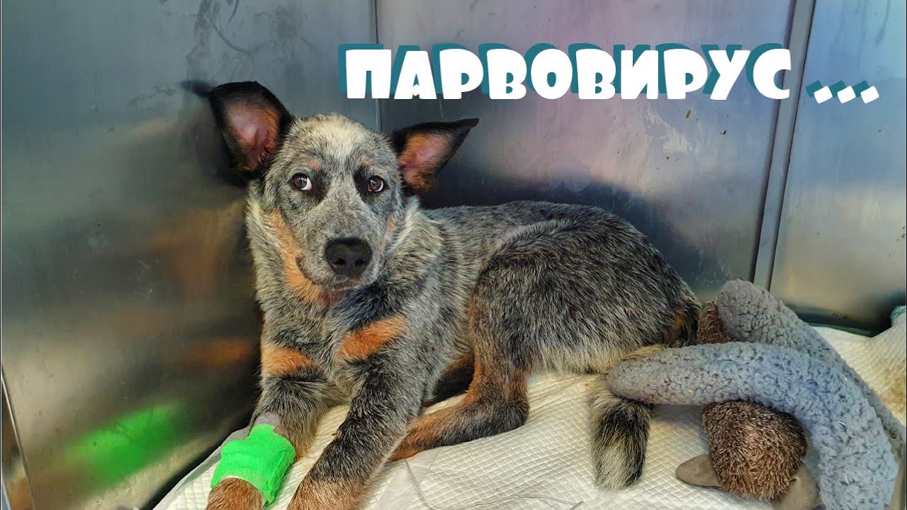 Парвовирус у щенка | Смертельно опасная болезнь | Хроники лечения - YouTube