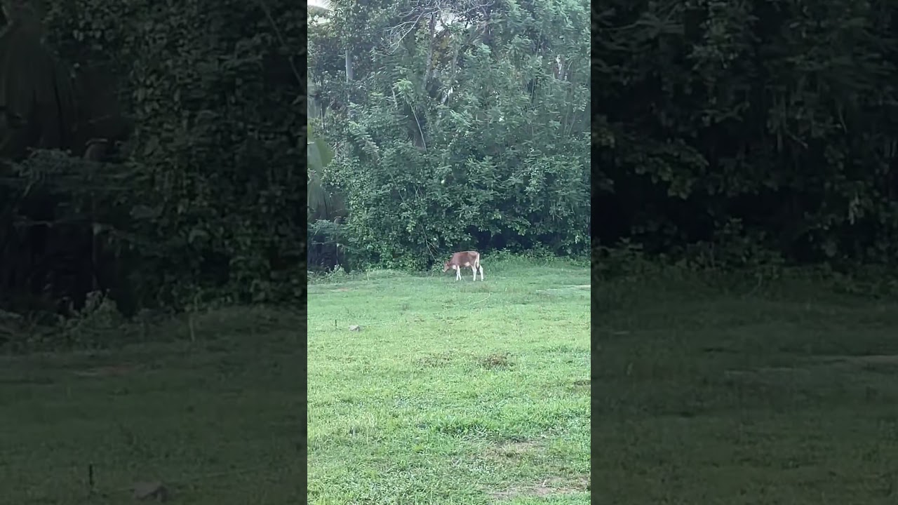 🐂 Cow Corner! 😂🏏 Outta Here! 