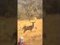 DeerHunting
