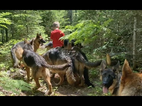 A Walk through the woods 13 German Shepherds