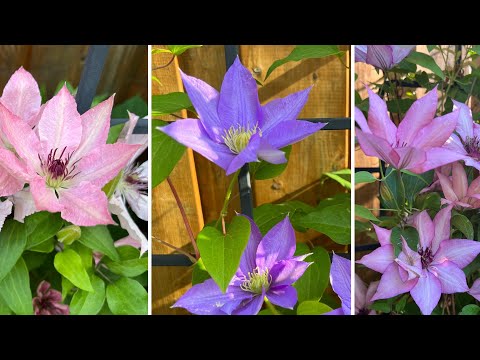 How I Prune & Feed Type 2 & 3 Clematis after 1st flush of blooms in mid-July 2023