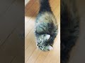 チビの可愛い返事【Uzu&Nene channel 】ショート