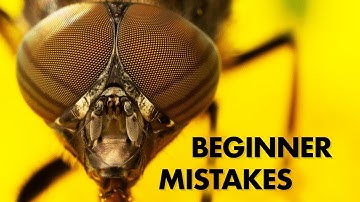 8 Common Beginner Mistakes in Insect Macro Photography