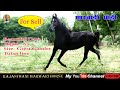 Marwari horse ll for sell  beautiful dam hight 63 sired by great gamler  tufan line 