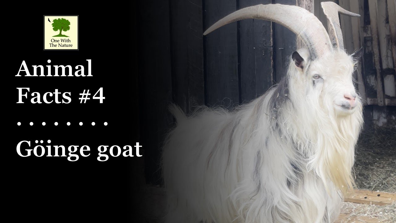 Animal Facts Series #4 - Göinge Goat (educational info in English)