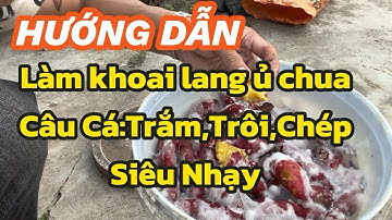 MỒI CÂU-Hướng Dẫn Làm Khoai Lang Ủ Chua Câu Cá:Trắm,Trôi,Chép Siêu Hiệu Quả.