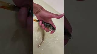 рыбалка, fishing, карась, ловля сазана, у игоря, рыба, рыбалка на сазана, фидер, летняя