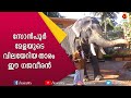10 അടിയോളം ഉയരമുള്ള നന്തിലത്ത് പത്മനാഭൻ | E4 Elephant | Kairali TV
