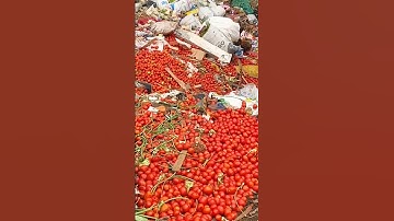 Bentuk protes petani tomat membuang hasil panen #tomato #shorts
