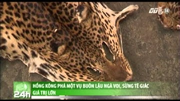 VTC14_Hồng Kông phá một vụ buôn lậu ngà voi, sừng tê giác giá trị lớn_08.08.2013