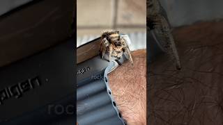 Phidippus Regius Cute Jumping Spider