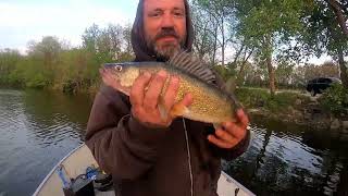 Limiting out on Walleyes @Lake View Iowa Black Hawk lake