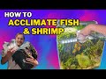 The 3 best ways to add fish  shrimp to your aquarium and why you would do each one