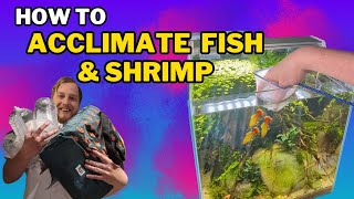 The 3 BEST ways to add fish & shrimp to your aquarium! (And why you would do each one) by Fish Shop Matt 24,317 views 2 months ago 21 minutes