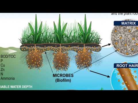 Video: Vad är flytande våtmarker: växande växter för flytande öar