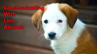 Animal Communication Basics : Tips For Communicating With Lost Animals